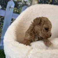 Fiona, a female Maltipoo for sale in Kansas City, MO – Photo 2 of 5