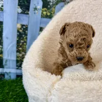 Fiona, a female Maltipoo for sale in Kansas City, MO – Photo 5 of 5