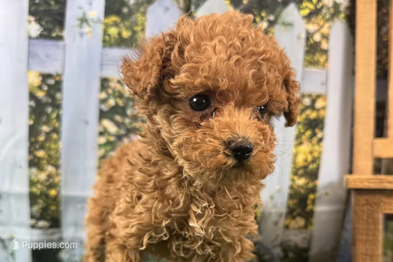 Fiona – Maltipoo puppy for sale in Kansas City, MO