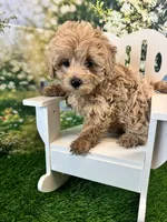 June, a female Maltipoo for sale in Kansas City, MO – 9 of 10