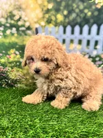 Noah, a male Maltipoo for sale in Kansas City, MO – 2 of 8
