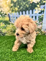 June, a female Maltipoo for sale in Kansas City, MO – 8 of 10