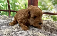 Bella, a female Maltipoo for sale in Bella Vista, AR – 7 of 7