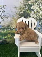 Eve, a female Maltipoo for sale in Kansas City, MO – 3 of 10