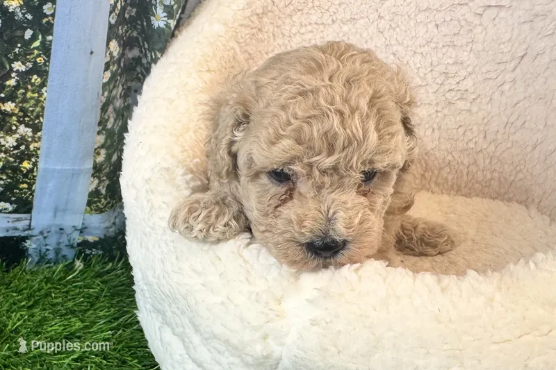 Noah – Maltipoo puppy for sale in Bella Vista, AR