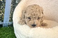 Noah, a male Maltipoo for sale in Bella Vista, AR – 1 of 5