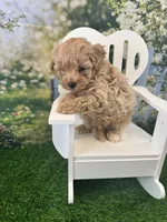 Bucky, a male Maltipoo for sale in Kansas City, MO – 4 of 9