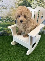 June, a female Maltipoo for sale in Kansas City, MO – 5 of 10
