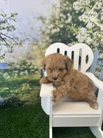 Eve, a female Maltipoo for sale in Kansas City, MO – 6 of 10