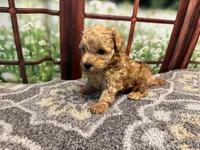 Birdie, a female Maltipoo for sale in Bella Vista, AR – 6 of 7
