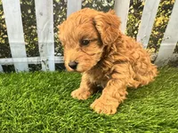 Oliver, a male Maltipoo for sale in Bella Vista, AR – 2 of 8
