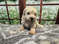 Dolly, a female Maltipoo for sale in Bella Vista, AR – 6 of 8