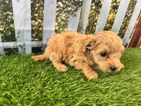 Georgia, a female Maltipoo for sale in Bella Vista, AR – 5 of 5