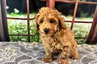 Oliver, a male Maltipoo for sale in Bella Vista, AR – 5 of 10