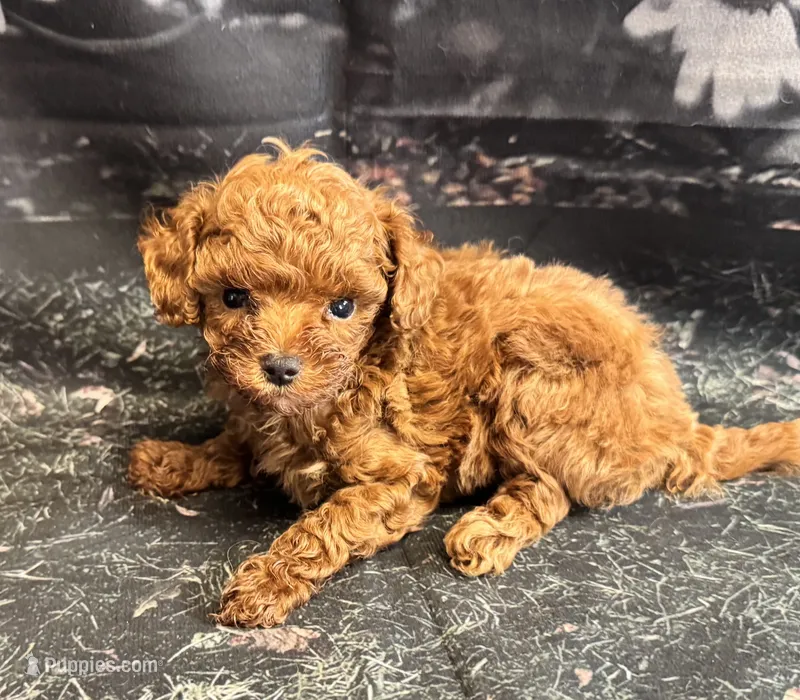 Toby – Maltipoo puppy for sale in Bella Vista, AR
