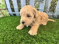 June, a female Maltipoo for sale in Bella Vista, AR – 2 of 5