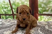 Toby, a male Maltipoo for sale in Bella Vista, AR – 5 of 6