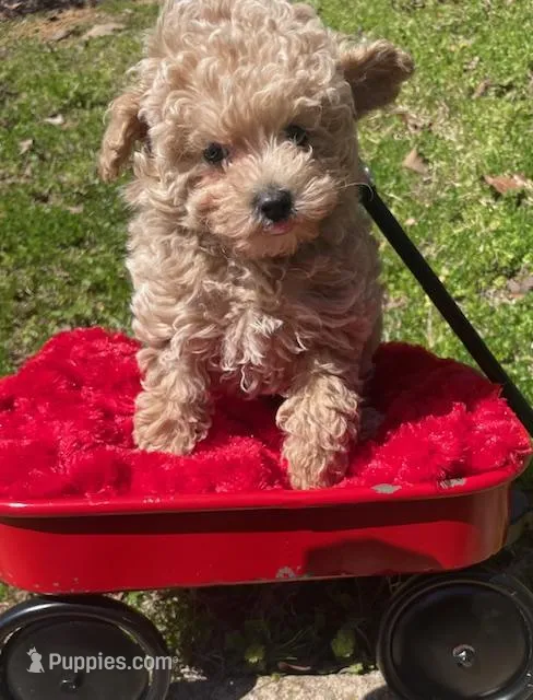 JJ, a male Maltipoo and Poodle - Miniature  for sale in Bella Vista, AR – Photo 1 of 6