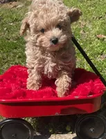JJ, a male Maltipoo and Poodle - Miniature  for sale in Bella Vista, AR – Photo 1 of 6