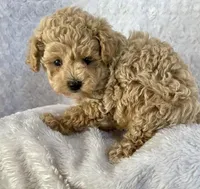 JJ, a male Maltipoo and Poodle - Miniature  for sale in Bella Vista, AR – Photo 5 of 6
