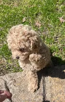JJ, a male Maltipoo and Poodle - Miniature  for sale in Bella Vista, AR – Photo 2 of 6
