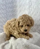 JJ, a male Maltipoo and Poodle - Miniature  for sale in Bella Vista, AR – Photo 6 of 6