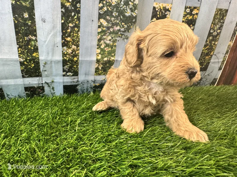 June – Maltipoo puppy for sale in Bella Vista, AR