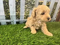 June, a female Maltipoo for sale in Bella Vista, AR – 1 of 5