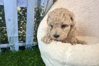 Noah, a male Maltipoo for sale in Bella Vista, AR – 5 of 5