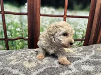 Dolly, a female Maltipoo for sale in Bella Vista, AR – 2 of 8
