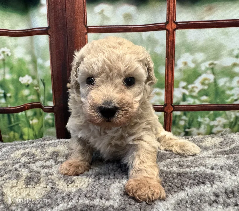 Dolly – Maltipoo puppy for sale in Bella Vista, AR
