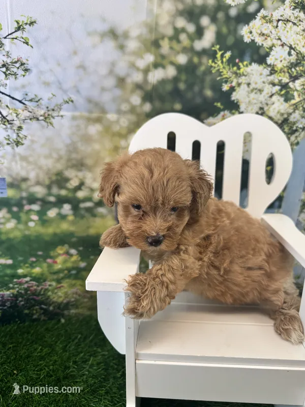 Eve – Maltipoo puppy for sale in Kansas City, MO