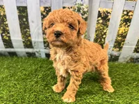 Reba, a female Maltipoo for sale in Bella Vista, AR – 3 of 7