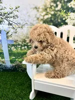 Noah, a male Maltipoo for sale in Kansas City, MO – 8 of 8