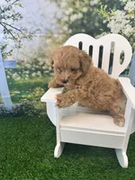 Eve, a female Maltipoo for sale in Kansas City, MO – 9 of 10