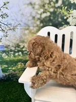 Eve, a female Maltipoo for sale in Kansas City, MO – 5 of 10