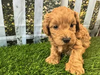 Oliver, a male Maltipoo for sale in Bella Vista, AR – 5 of 8