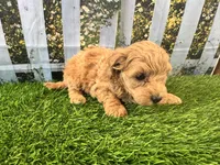 Georgia, a female Maltipoo for sale in Bella Vista, AR – 4 of 5