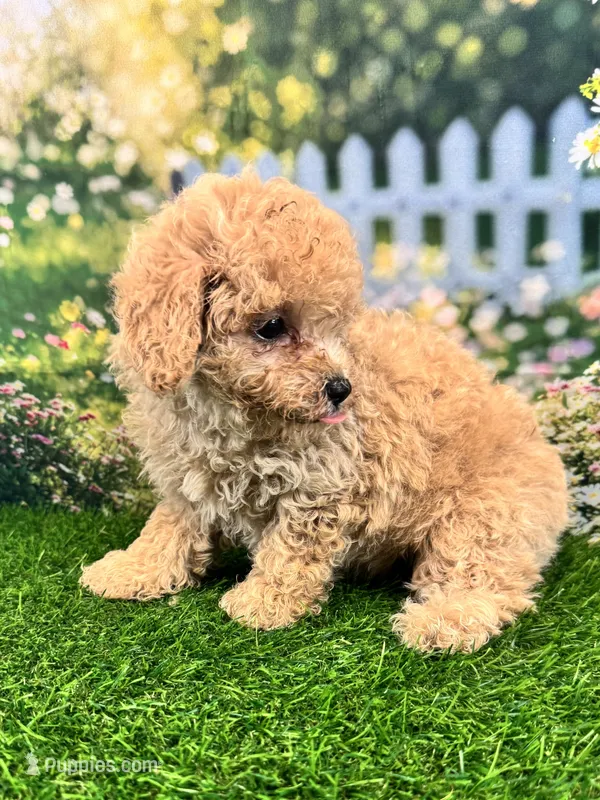 Noah – Maltipoo puppy for sale in Bella Vista, AR
