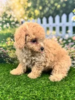Noah, a male Maltipoo for sale in Kansas City, MO – 1 of 8
