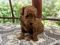 Toby, a male Maltipoo for sale in Bella Vista, AR – 3 of 6