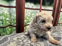 Dolly, a female Maltipoo for sale in Bella Vista, AR – 4 of 8