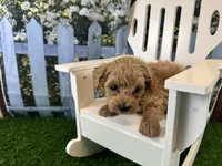 Georgia, a female Maltipoo for sale in Bella Vista, AR – 3 of 5