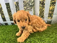 Oliver, a male Maltipoo for sale in Bella Vista, AR – 4 of 8