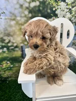 Bucky, a male Maltipoo for sale in Kansas City, MO – 1 of 9