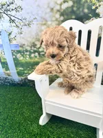 Bucky, a male Maltipoo for sale in Kansas City, MO – 2 of 9