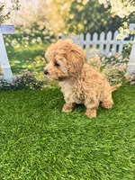June, a female Maltipoo for sale in Kansas City, MO – 10 of 10