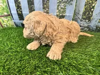 June, a female Maltipoo for sale in Bella Vista, AR – 4 of 5