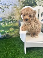 Bucky, a male Maltipoo for sale in Kansas City, MO – 6 of 9