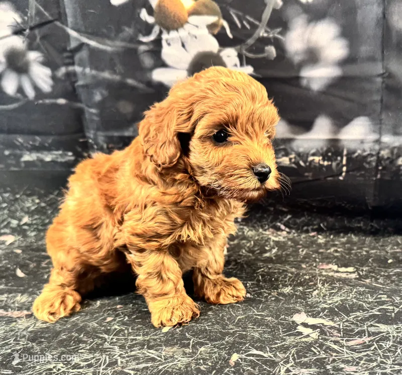 Bella – Maltipoo puppy for sale in Bella Vista, AR